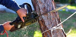 Best Storm Damage Tree Cleanup  in La Presa, CA