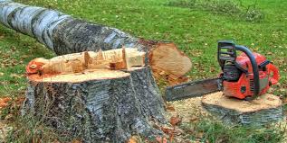 Best Emergency Tree Removal  in La Presa, CA