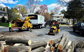 Professional Tree Care in La Presa, CA