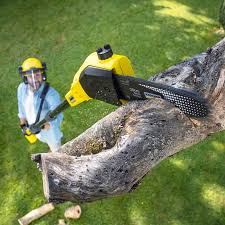 Best Lawn Disease Treatment  in La Presa, CA