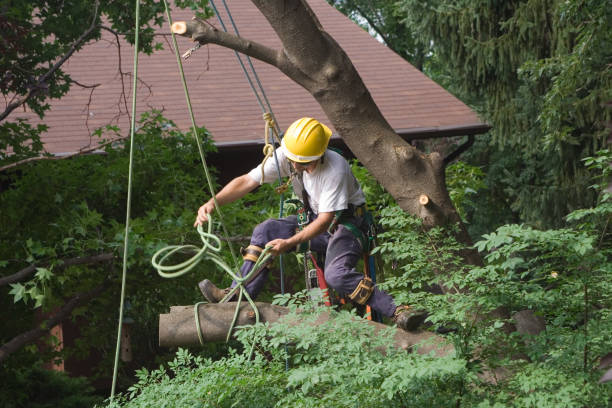 Trusted La Presa, CA Tree Care Experts